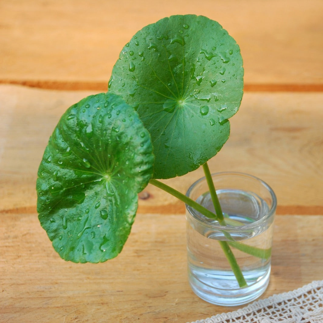 Gotu Kola i Organic Day creme fra B Uty